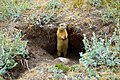 Langstaartgrondeekhoorn (Spermophilus undulatus) op het eiland Olchon.