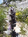 Stachys germanica