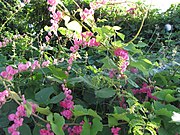 Antigonon leptopus (Knollen, Blätter und Blüten)