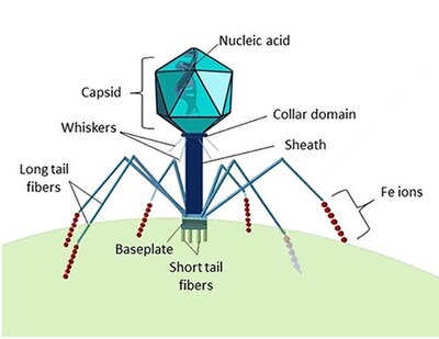 Structure of a typical virus, in this case a phage. The appearance of these viruses has been likened to a miniature lunar lander. Marine viruses are essential to the regulation of marine ecosystems. Structure of a Myoviridae bacteriophage 2.jpg
