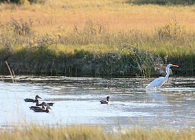 Заповедник Летнее озеро, Орегон (утки и цапля) .jpg