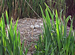 Oeufs de cygne non éclos