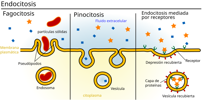Imágenes explicativas de los tipos de endocitosis