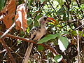 Rotschnabeltoko Red-billed Hornbill