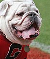 Uga VI, mascotte officielle des Georgia Bulldogs de 1981–1990