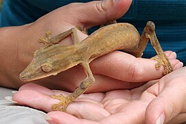 Gestreepte bladstaartgekko (Uroplatus lineatus)