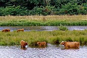 De Vecht met rundvee in de omgeving van Hardenberg