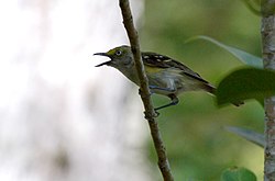 Valkosilmävireo (Vireo griseus)