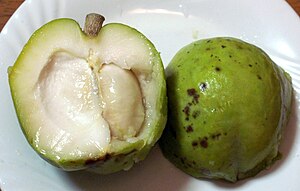 English: Casimiroa edulis, White sapote fruit ...