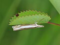 Wiesen Zünsler, Crambus pratellus