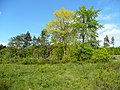 Scrub, conifers and deciduous trees Wigpool Common