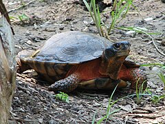 Wood turtle