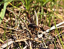 Osmia bicolor beim Tarnen eines Schneckenhauses mit Grashalmen.