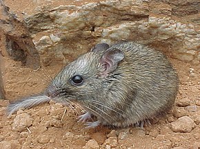 http://upload.wikimedia.org/wikipedia/commons/thumb/3/39/Zyzomys_pedunculatus.jpg/290px-Zyzomys_pedunculatus.jpg