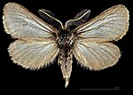 Penthophera morio – Männchen