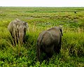 Asya filleri