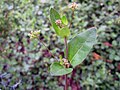 Boerhavia diffusa à tige pubérulente