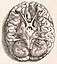 Andreas Vesalius: Base Of The Brain