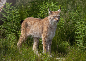 Lince boreal (Lynx lynx)