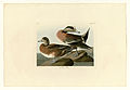 345. American Widgeon (American Wigeon)