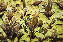 Biofilm of golden hydrophobic bacteria; ceiling of Golden Dome Cave, a lava tube in Lava Beds National Monument A114, Lava Beds National Monument, California, USA, Golden Dome Lava Tube Cave, 2004.jpg