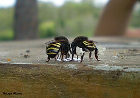 Пчёлы Melipona quadrifasciata