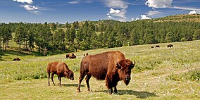 Взрослый бизон и теленок, Государственный парк Кастер, Южная Дакота (2009-08-25) .jpg