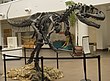 Fossilized remains of Allosaurus