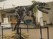 هيكل عظمي للألورصور في متحف سان دييغو للتاريخ الطبيعي
