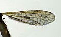 Wings of Amphineurus hudsoni