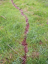 An ant trail Ant trail.jpg