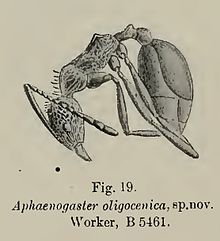 Aphaenogaster oligocenica Wheeler, 1915 Specimen number B 5461.jpg