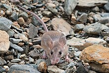 Arabian Spiny Mouse from Eastern Saudi Arabia