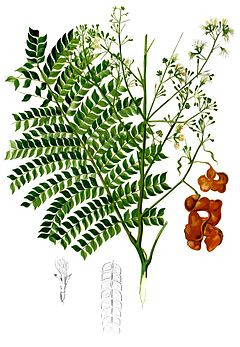 Archidendron scutiferum Blanco2.447-cropped.jpg