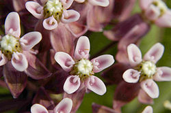 Asclepias sullivantii.jpg