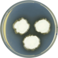 Aspergillus falconensis growing on CYA plate