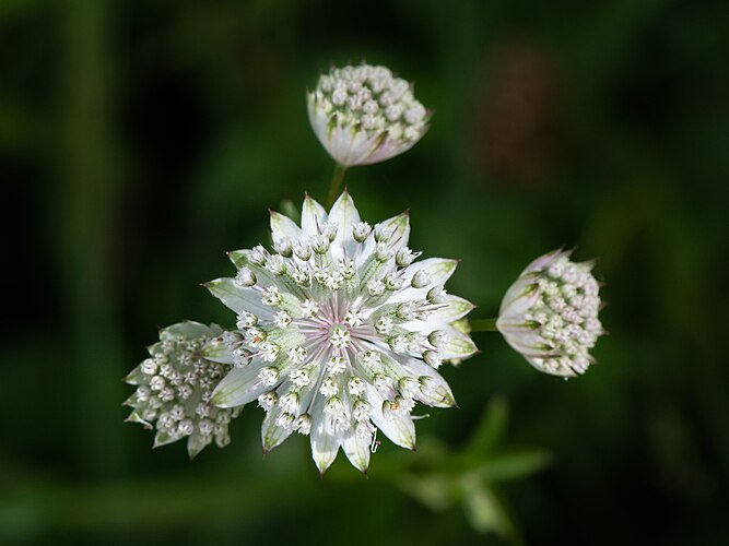 Соцветия астранции крупной ( Astrantia major)