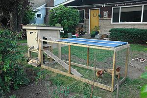 A backyard chicken coop with a green roof.