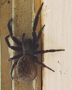 Badumna insignis (Black window Spider). 
 jpg