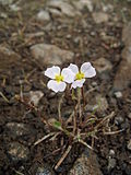 Miniatura para Baldellia ranunculoides