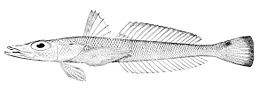 (Bembrops gobioides)