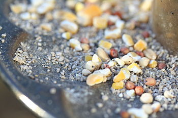 Bird seed mixture in a bird feeder