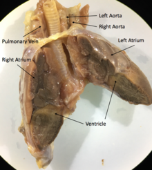 Juvenile Iguana heart bisected through the ventricle, bisecting the left and right atrium Bisected Iguana Heart Image.png
