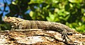 Un ejemplar en un árbol, Parque Nacional de Manuel Antonio, Costa Rica.