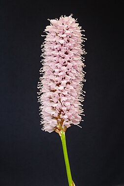 Bistorta (Bistorta officinalis) em flor. Técnica do empilhamento de foco (focus stacking) de 20 imagens. O nome latino bistorta, de bis (“duas vezes”) + torta (“torcida”), refere-se à aparência torcida da raiz. É natural da Europa, mas é frequentemente cultivada e se naturalizou em outras partes do mundo, como nos Estados Unidos, na Nova Inglaterra. É normalmente encontrada crescendo em prados úmidos, pântanos arborizados ricos em nutrientes, bordas de florestas, parques e jardins. Tem sido usada tradicionalmente para fins medicinais. As raízes são ricas em ácidos tânico e gálico e tanto estas como as folhas têm sido usadas ​​para tratar feridas. (definição 3 319 × 3 319)