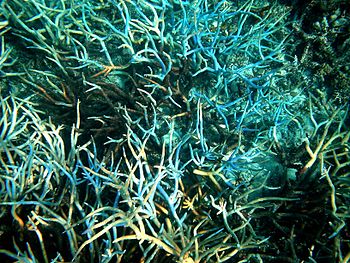 corals. The picture was taken in Papua New Guinea