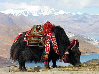 Yak, près du lac Yamdrok-Tso, au Tibet. (définition réelle 3 264 × 2 448)