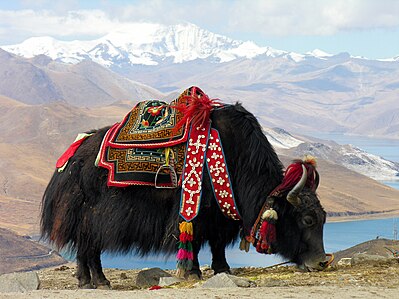 Yak near Yamdrok lake, Tibet. It is a long-haired bovinae found throughout the Himalayan region of south Central Asia, the Tibetan Plateau and as far north as Mongolia and Russia.