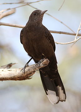 Uolinė raudonuodegė (Pinarornis plumosus)