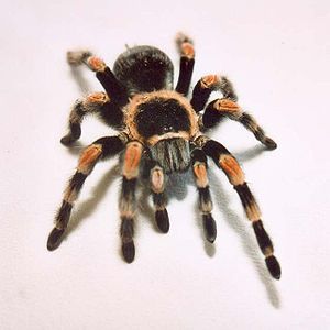 Mexican redknee tarantula